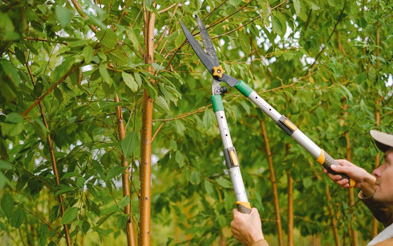 Tree trimming in California, MO